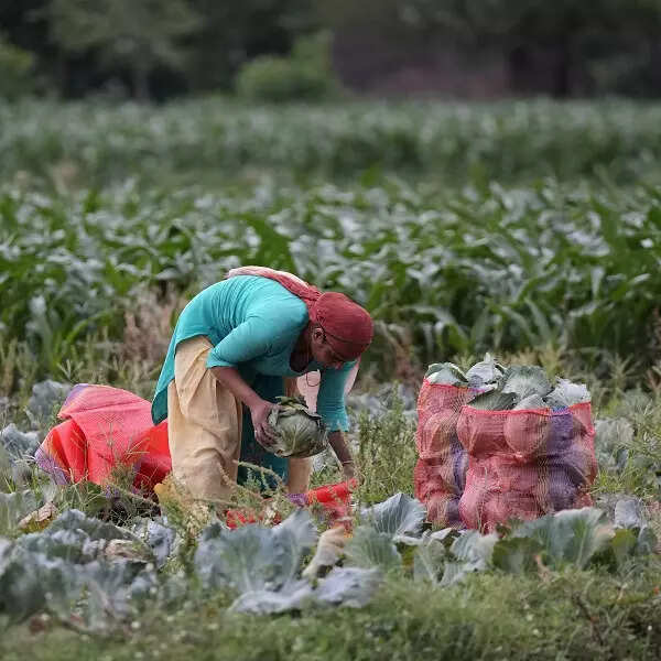 बढ़ते तापमान के कारण सब्जियों व हरे चारे की फसल को नुकसान हो रहा है।