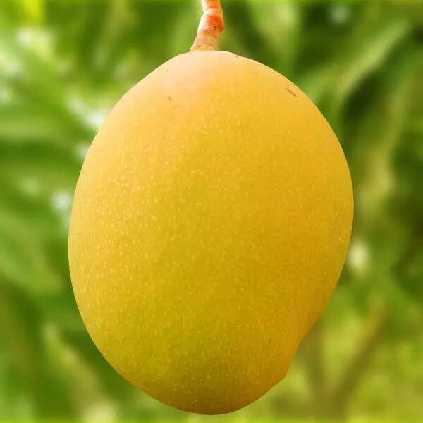 मुंहासे पैदा कर सकता है
