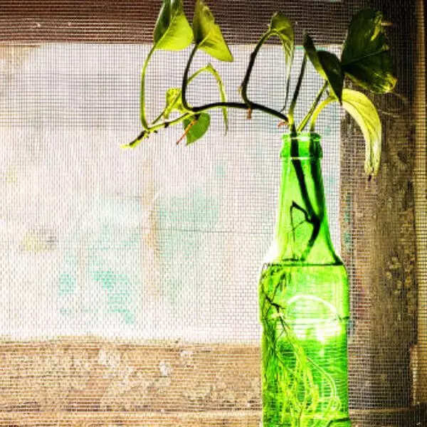 मनी प्लांट (Money Plant)