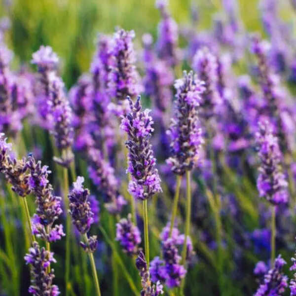 लैवेंडर का पौधा (Lavender Plant)