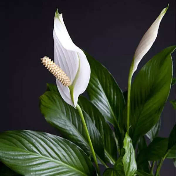 पीस लिली (Peace Lily)