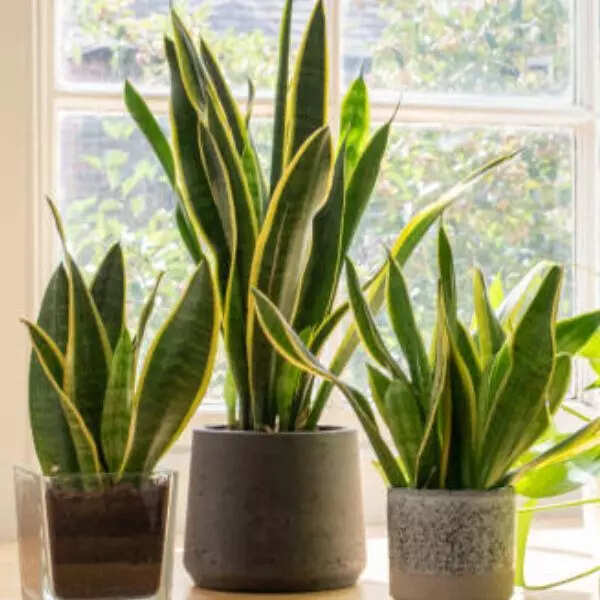 स्नेक प्लांट (Snake Plant)