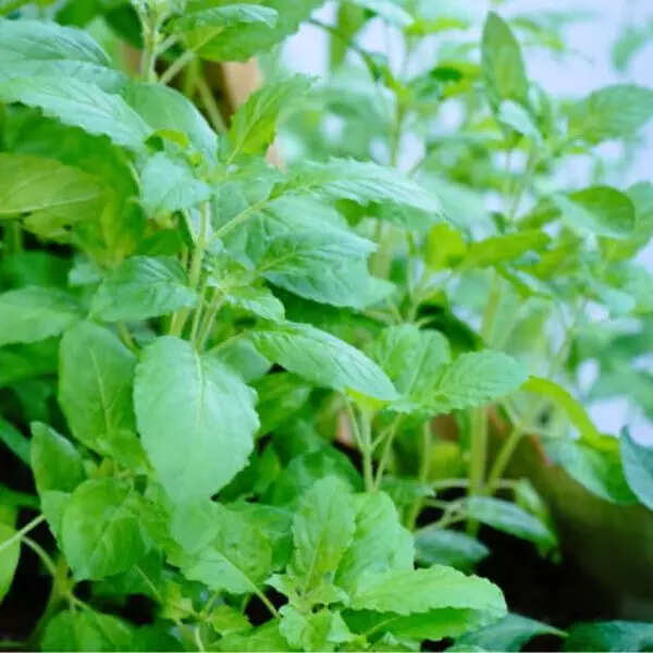 तुलसी (Tulsi) 