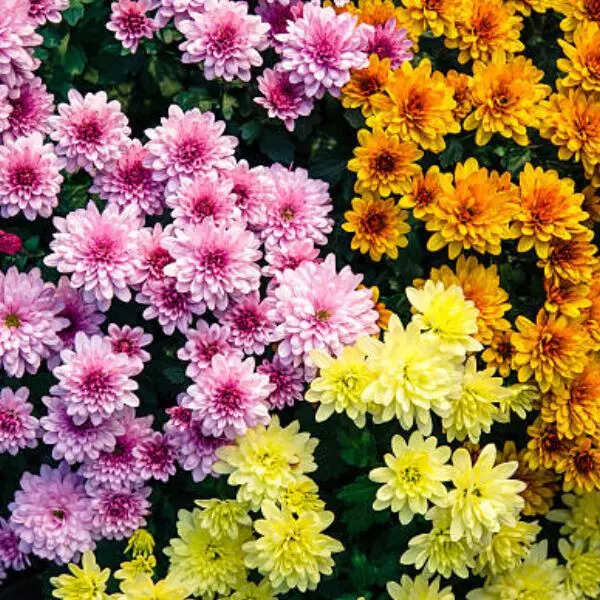 गुलदाउदी (Chrysanthemum)