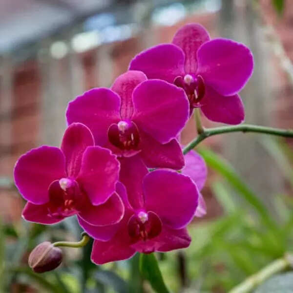 ऑर्किड (Orchids)