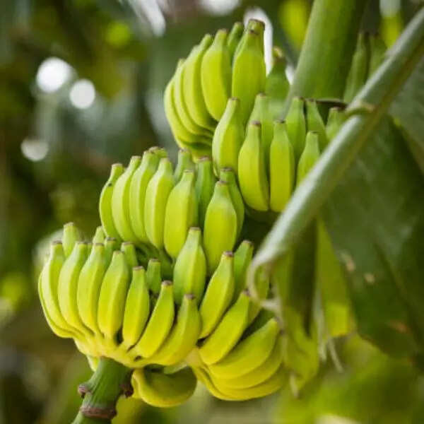 केले का पेड़ (Banana Tree)