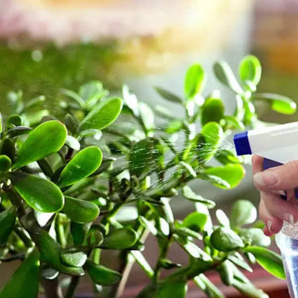 जेड प्लांट (Jade Plant) 