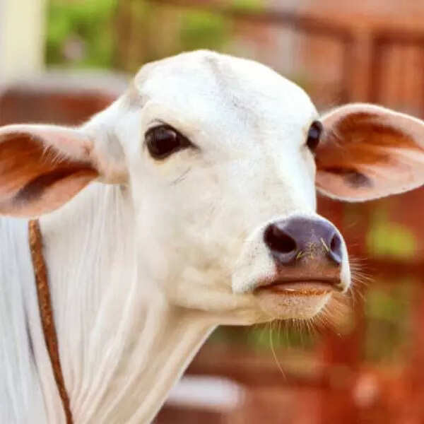 गाय की सेवा