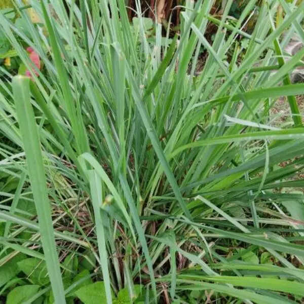 लेमनग्रास