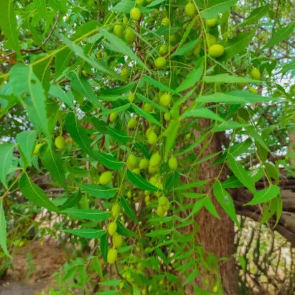 नीम के पत्ते