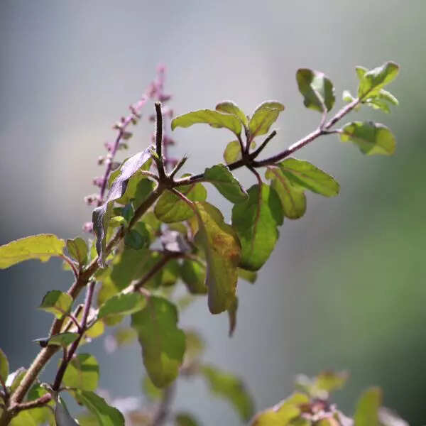 तुलसी का सेवन