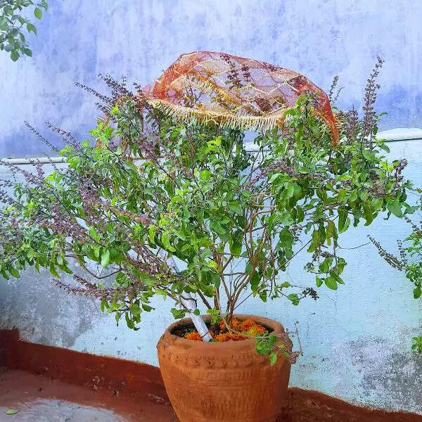 रोज करें पूजा