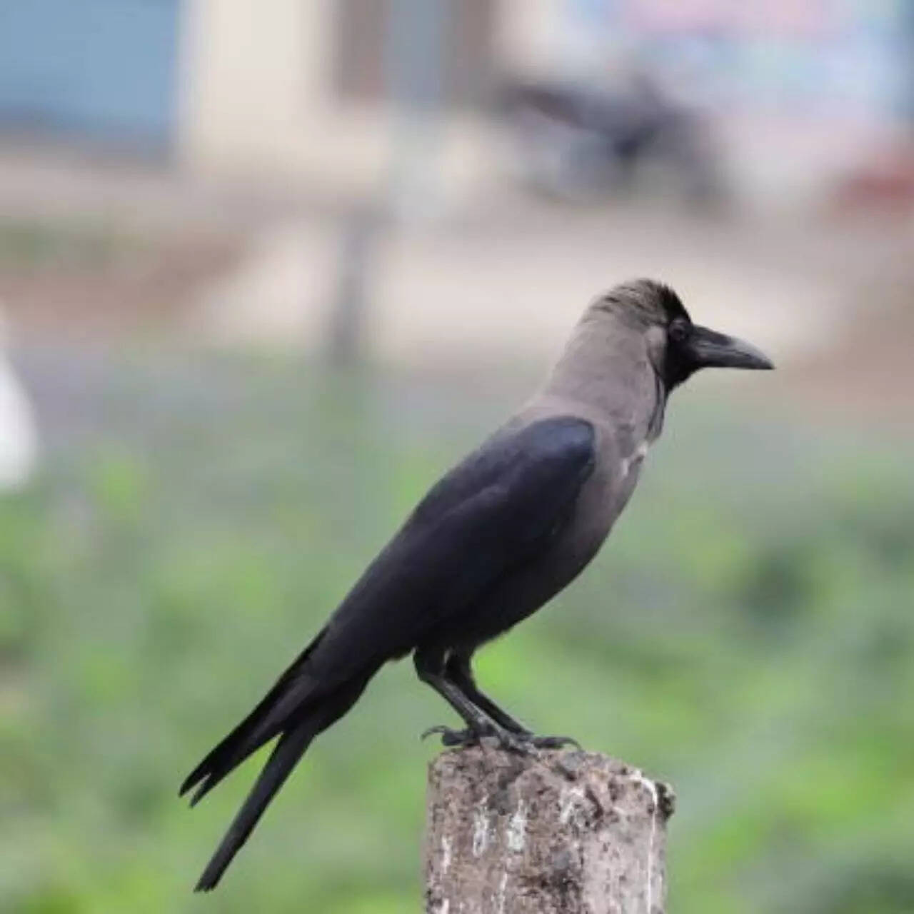 कौआ गाय कुत्ता चींटी आदि को भोजन दें। मान्यता है ये भोजन पूर्वजों को जाता है।