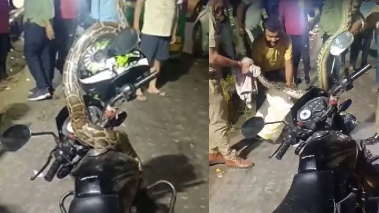 UP: Fat Python found inside a truck in Greater Noida, Watch Video what ...