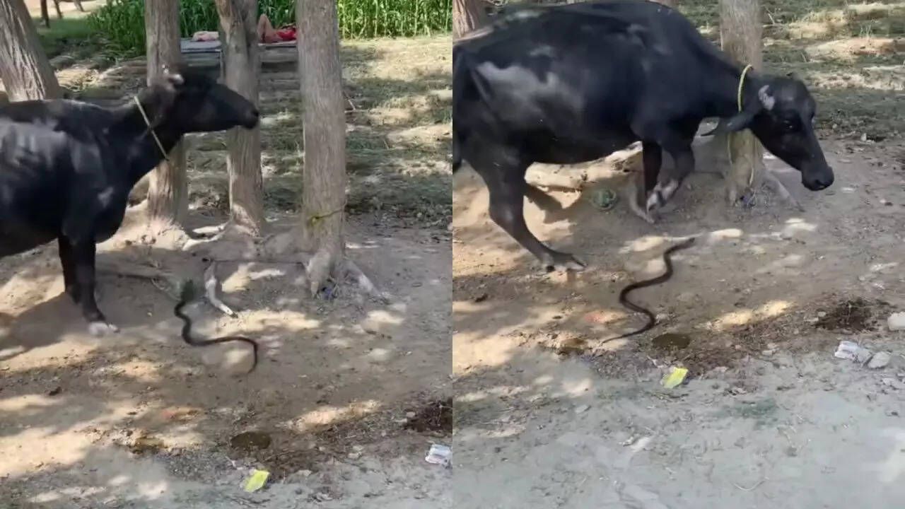 King Cobra buffalo Video: dangerous snake came to bite buffalo but man ...