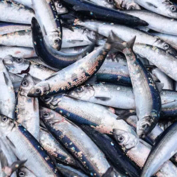 सार्डिन