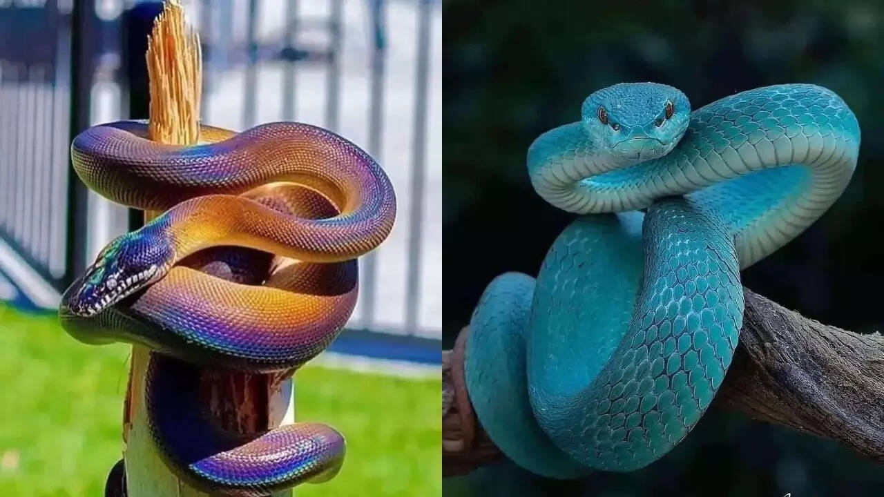 खूबसूरत रंगों के सांप