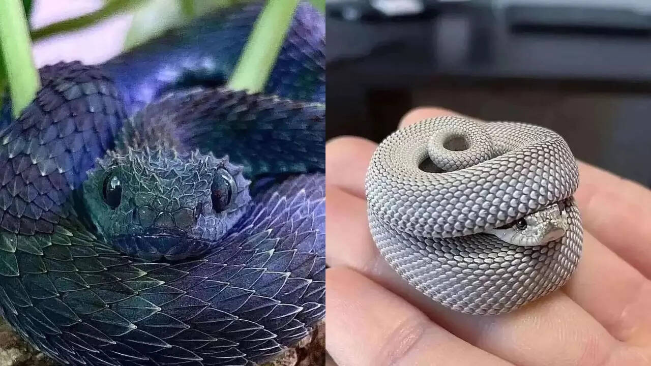 Snake Collection दुनिया के सबसे खूबसूरत सांप डरने के बजाय फैन हो जाएंगे