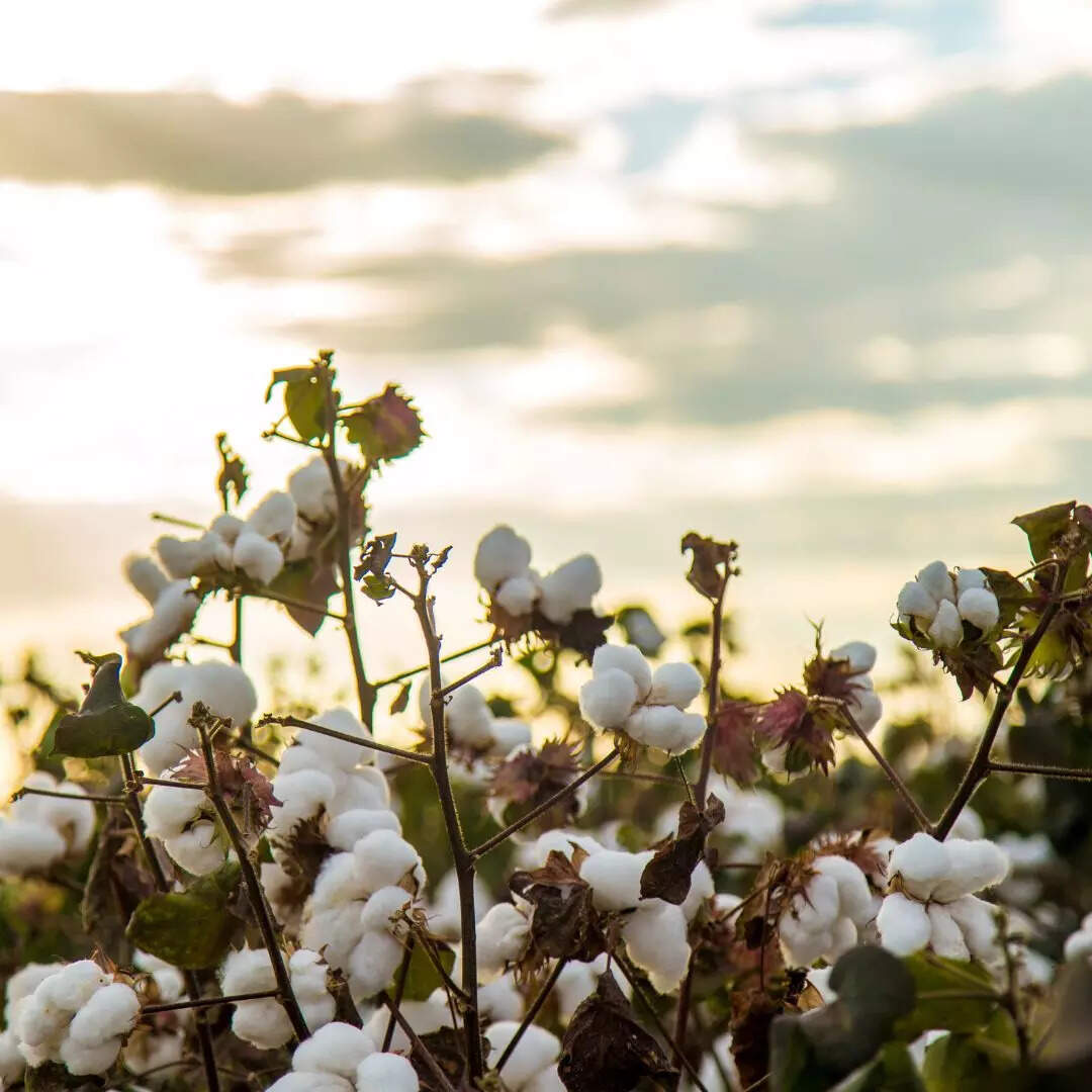 कपास (Cotton)