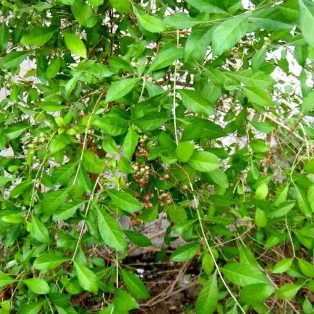 मेहंदी (Myrtle)