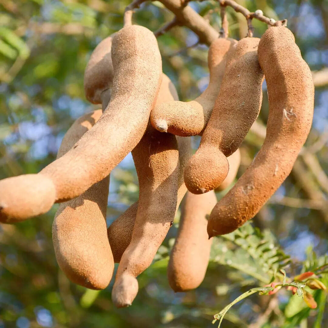 इमली (Tamarind)