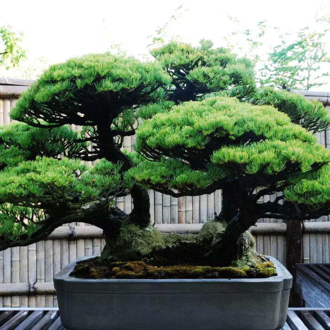 बोनसाई (Bonsai)