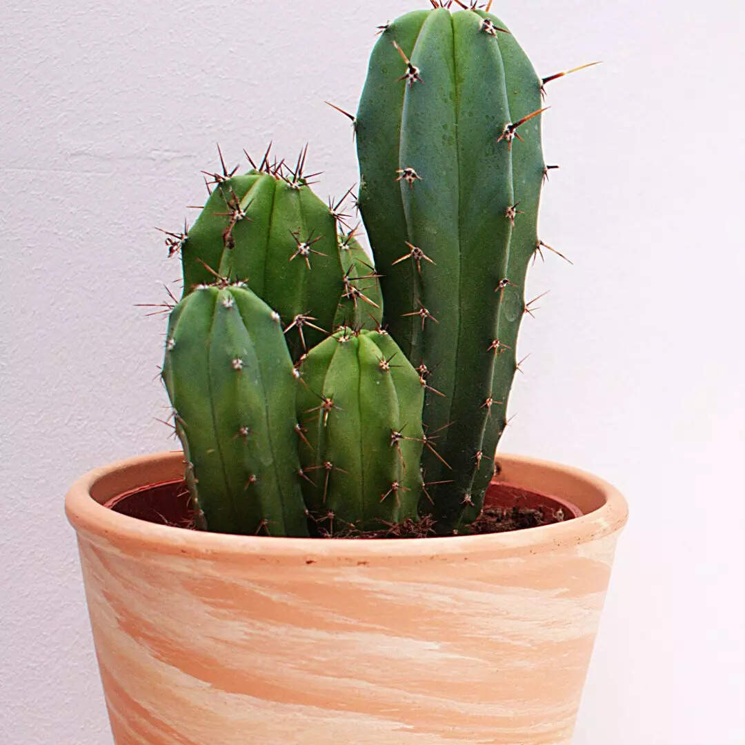 कांटेदार पौधे (Cactus)