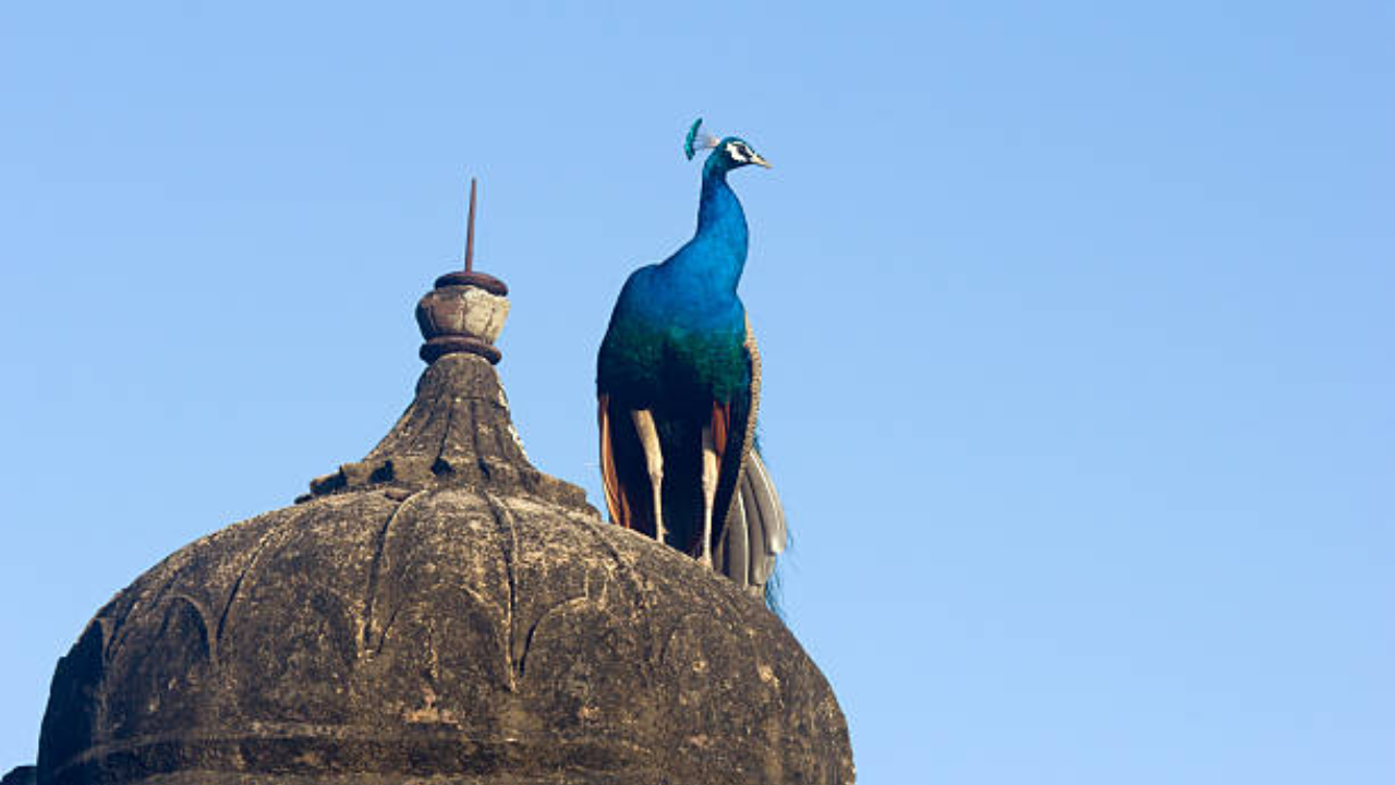 ​मोर की उम्र​