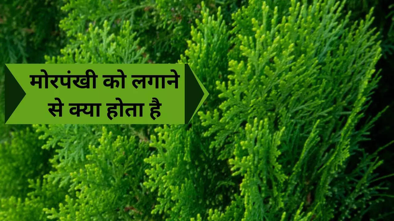 मोरपंखी पौधे का महत्व