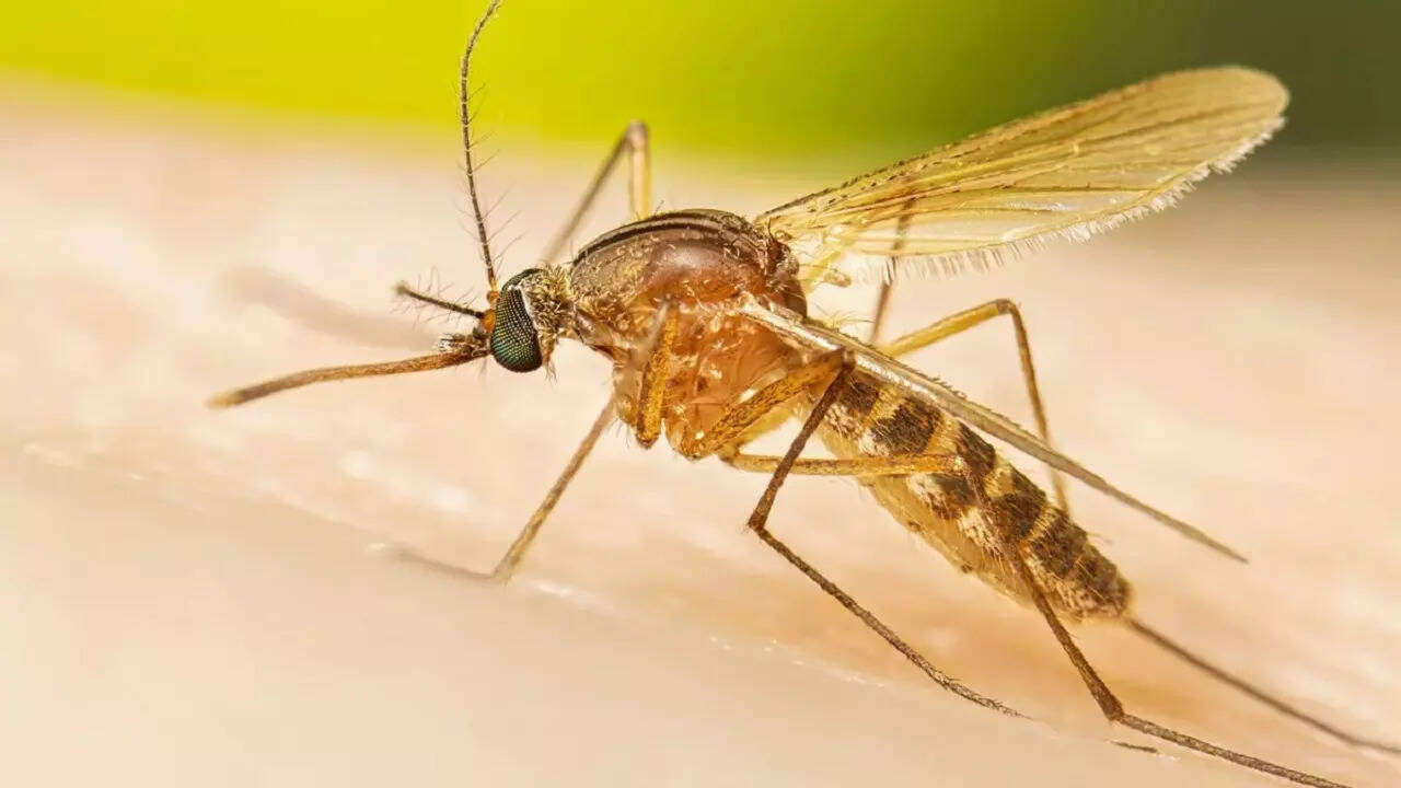  इन्हें पता होता है कि ये क्या कर रहे हैं