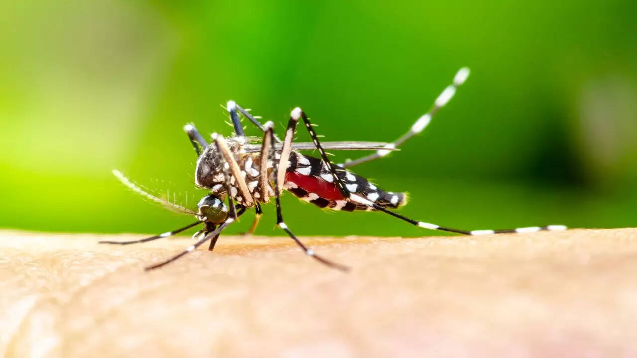 इन्हें लाल और काले रंग के कपड़े पसंद हैं