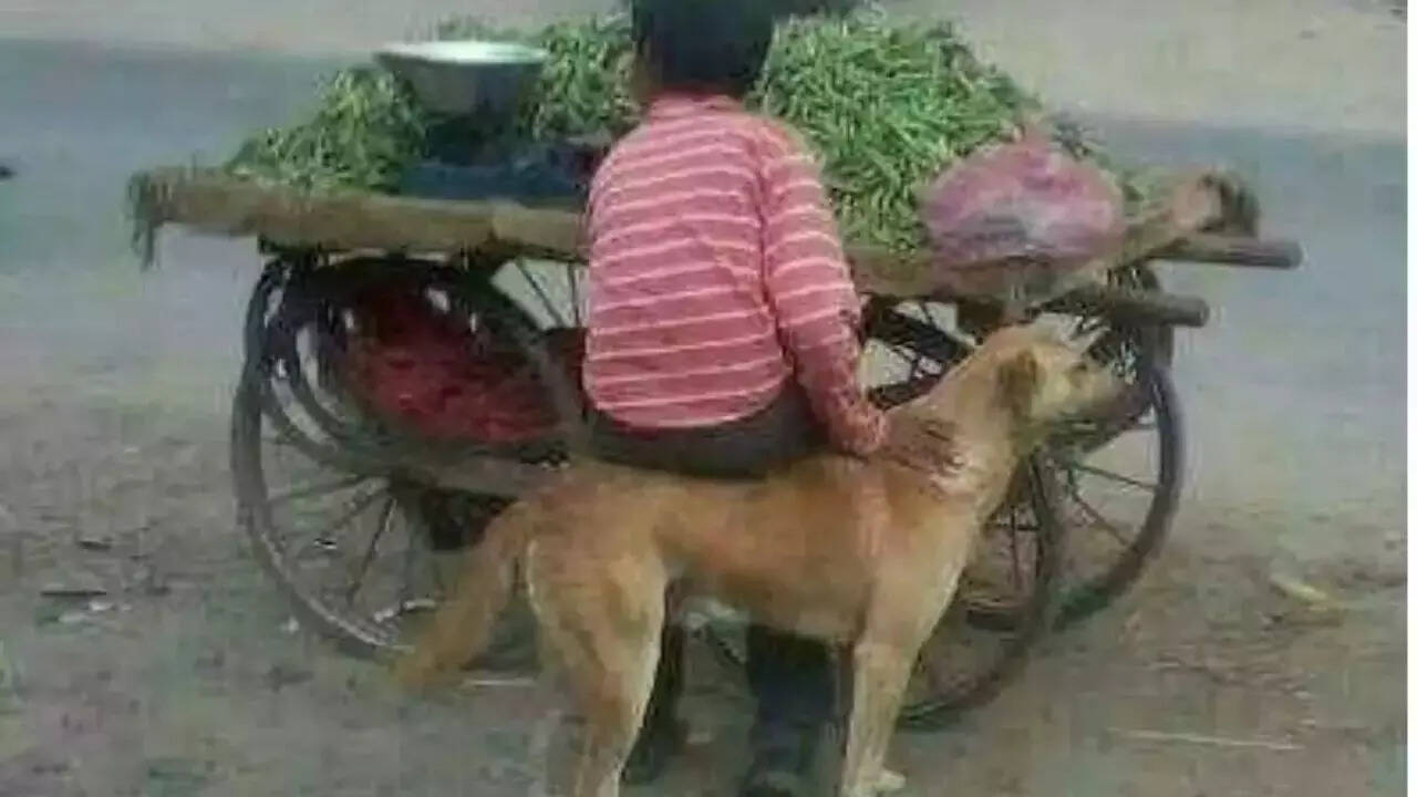 सब्जी वाले ने बैठने के लिए अपनाया धांसू जुगाड़