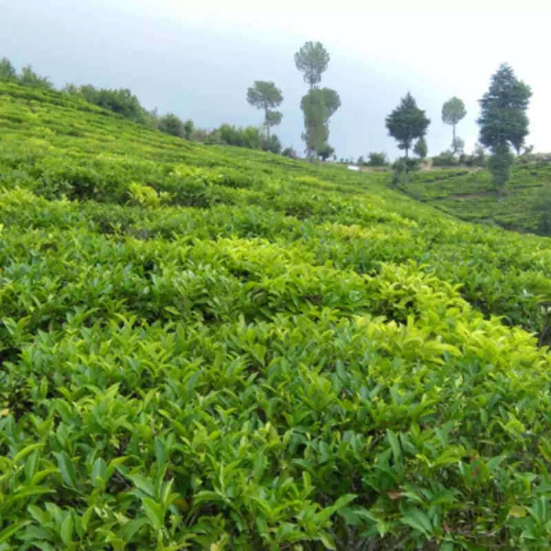 स्यामखेत टी गार्डन