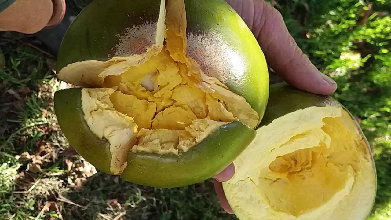 आइक्रीम में भी लुकुमा
