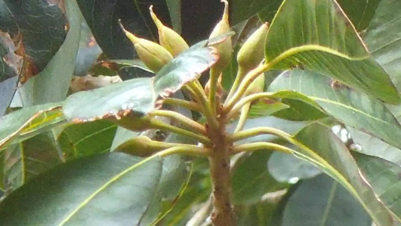 इक्वाडोर का लुग्मा
