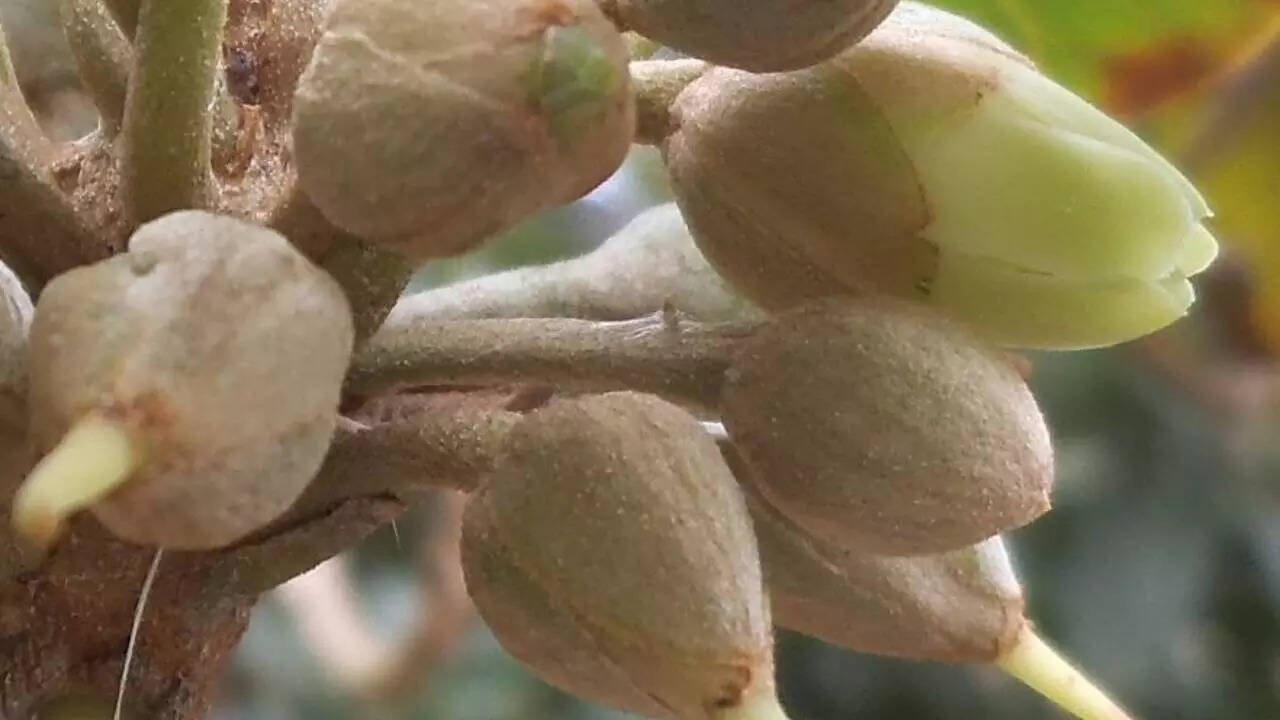 चिली का लुकुमा ज्यादा स्वादिष्ट