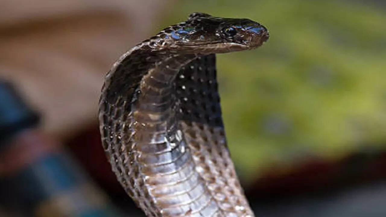 भगवान जगन्नाथ बालभद्र और देवी सुभद्रा के आभूषण