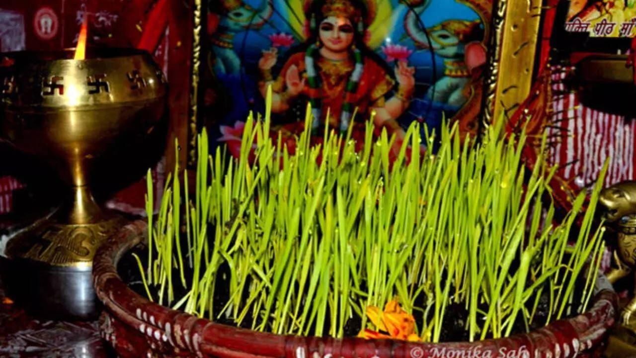 पौध रोपण की शुरुआत