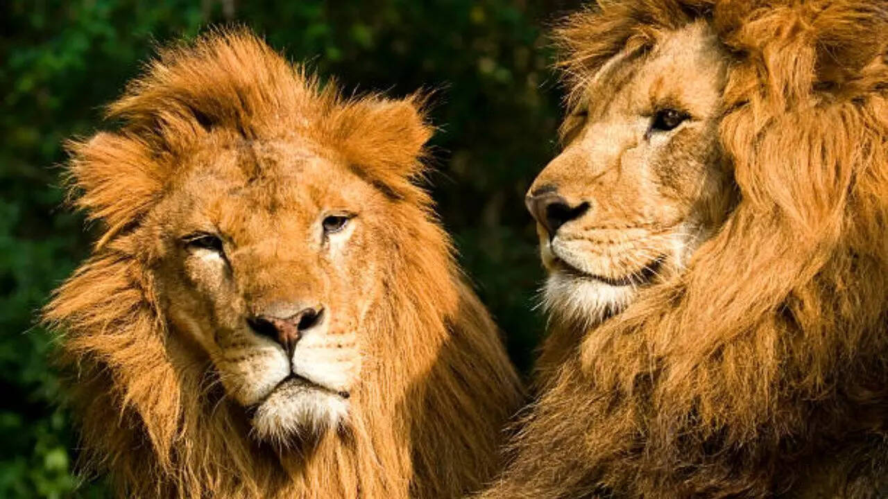 ग्रेट ब्रिटेन और सिंगापुर का है राष्ट्रीय पशु