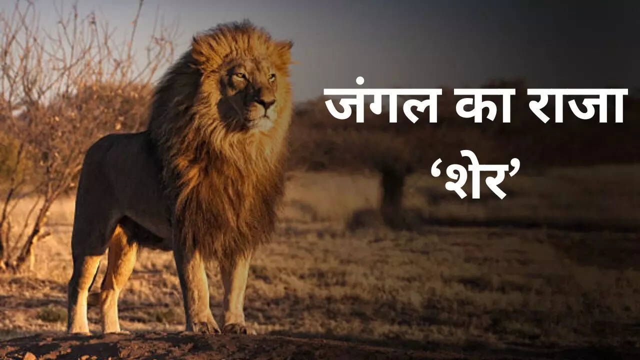 जंगल का राजा कहलाता है शेर