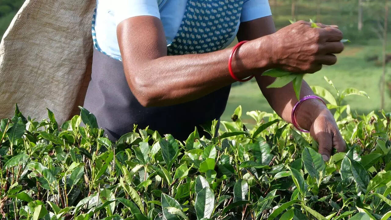 देश का दूसरा सबसे बड़ा चाय उत्पादक राज्य