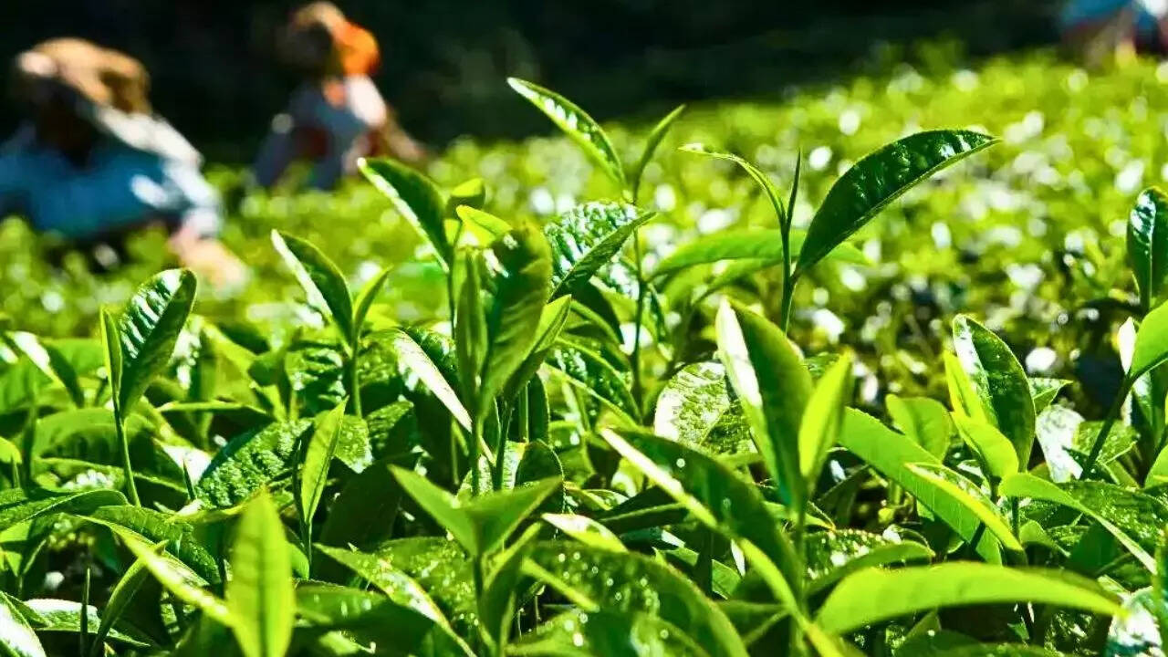 भारत में चाय पीने वाले लोगों की कमी नहीं है। चाय लवर्स से कभी भी कुछ पीने के लिए पूछा जाए तो उनका जवाब चाय ही होता है। दिन हो या रात गर्मी हो या सर्दी जुकाम हो या सिर दर्द चाय लवर्स के लिए चाय ही एकमात्र उपाय है। गली-नुक्कड़ शहर गांवों और कस्बों में आपको जगह-जगह एक चाय की दुकान और वहां चाय पीते लोग दिख जाएंगे। ऐसा कोई ही घर होगा जहां चाय नहीं पी जाती होगी। ड्रिंक्स की बात की जाए तो चाय भारतीयों की पहली पसंद है। चाय के साथ लोगों का रिश्ता सदियों पुराना है। मन को शांत करने के लिए और थकान मिटाने के लिए लोग चाय का ही सेवन करते हैं।
