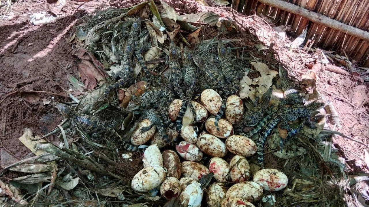 कहां मिले सियामी मगरमच्छ के अंडे