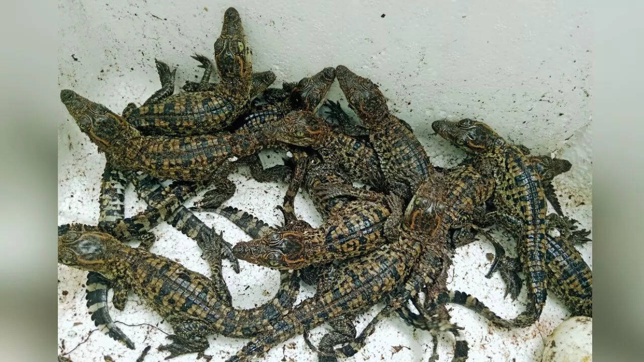 सियामी मगरमच्छ की कुल संख्या