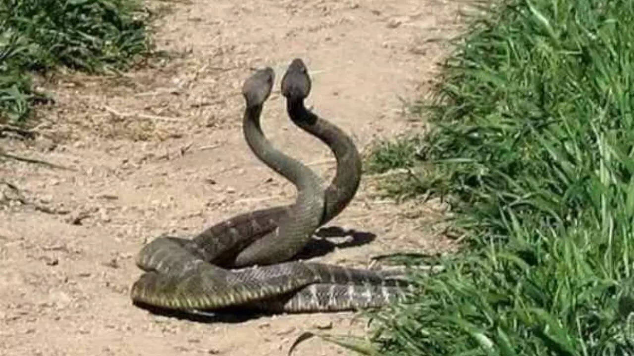 सबसे तेज होती है सूंघने की शक्ति