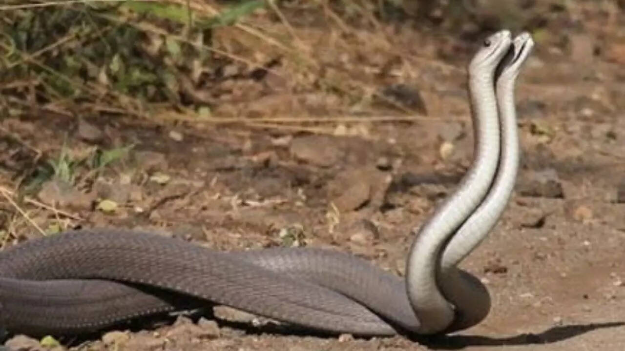 क्या सच में बदला लेने आती है नागिन