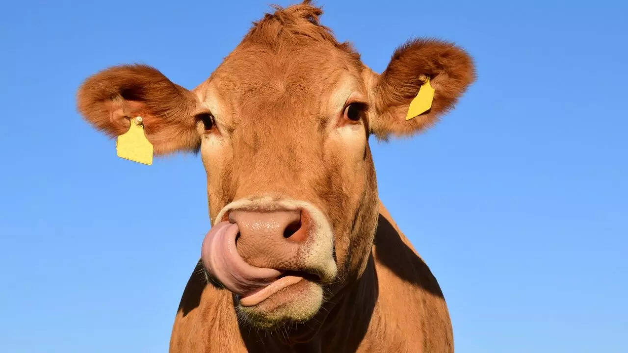 एक विशेष प्रकार का पाचन तंत्र