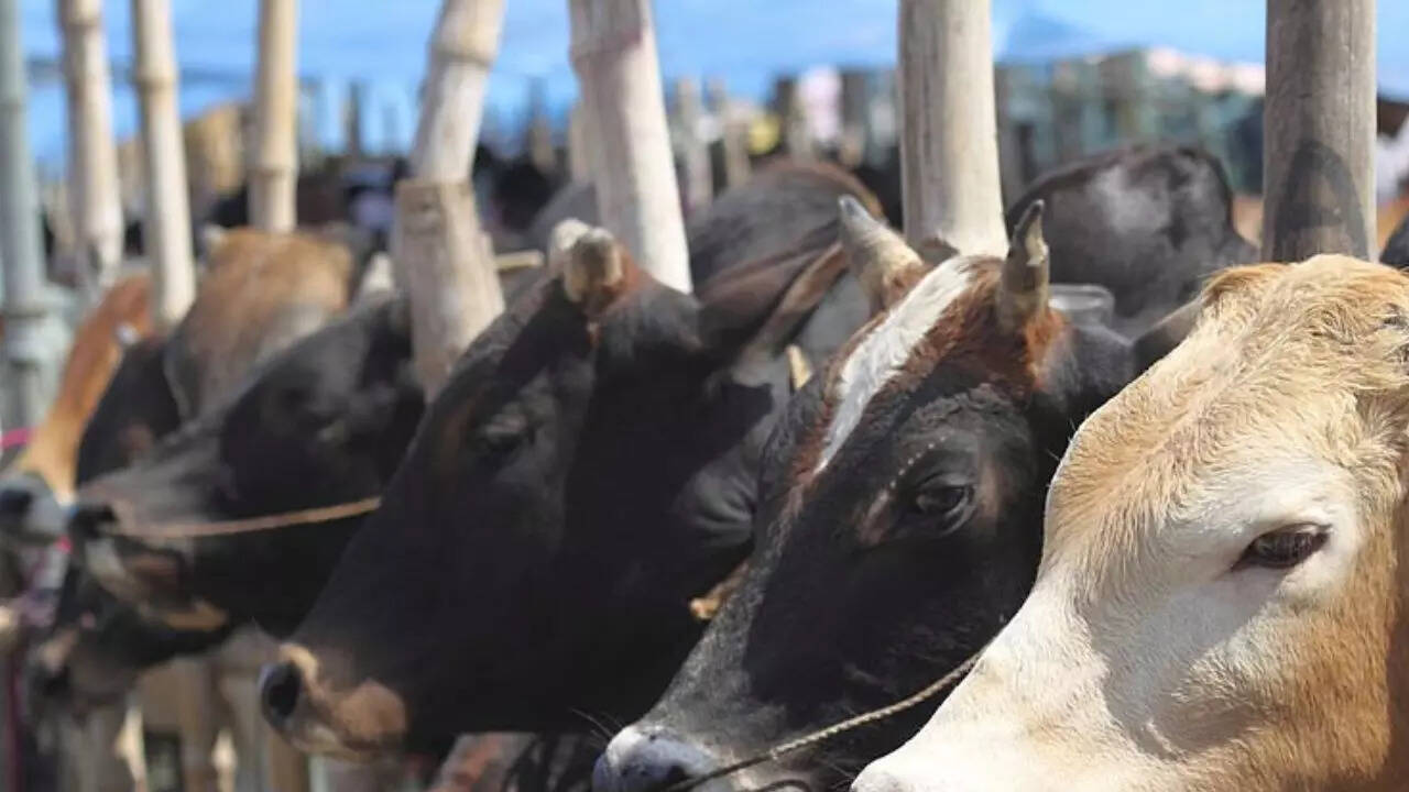 गाय के पेट में मीथेन नाम की ग्रीनहाउस गैस