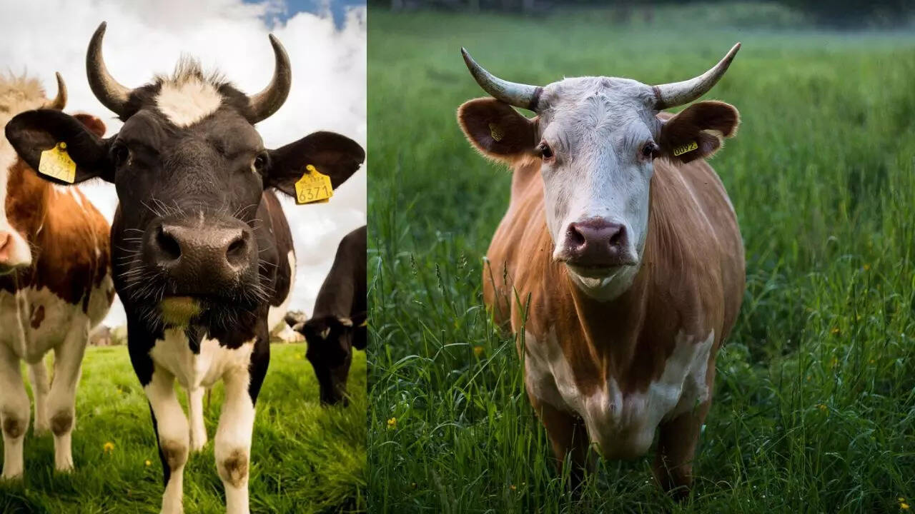 डकार टैक्स योजना का उदेश्य