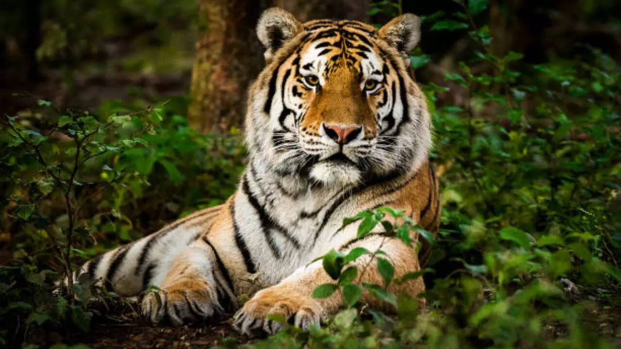 रणथंभौर नेशनल पार्क राजस्थान